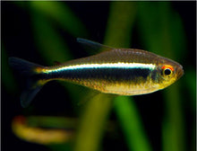 Black Neon Tetra - Planted Aquaria