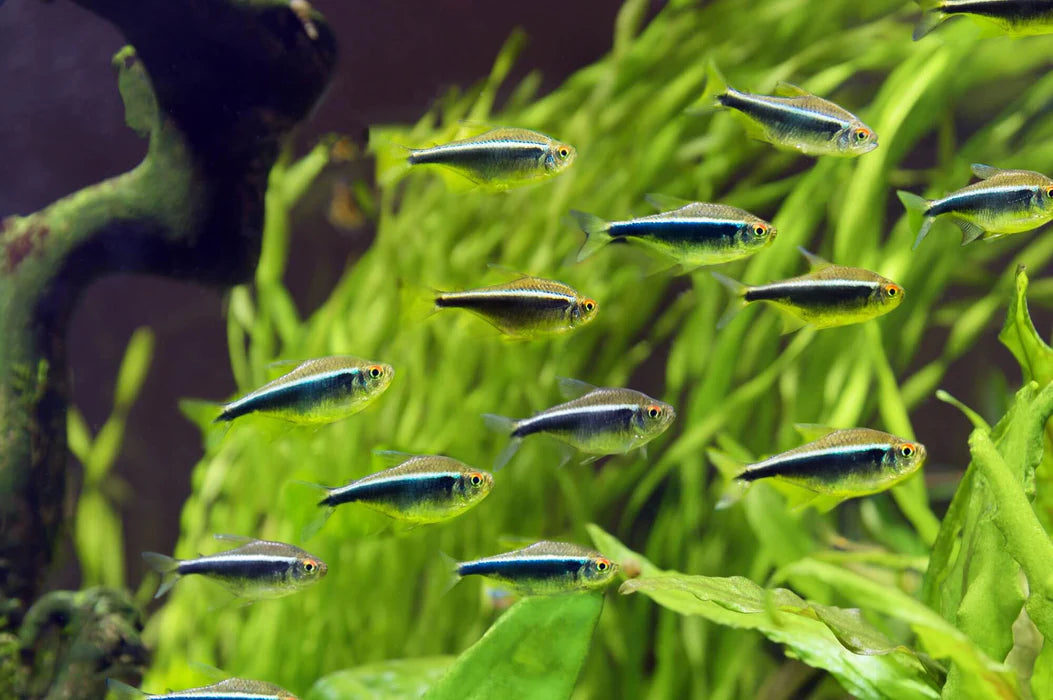 A school of small, vibrant neon tetra fish swimming among lush green aquatic plants in a well-lit aquarium.