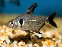Black Phantom Tetra - Planted Aquaria