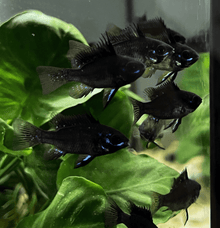 Black Ram Cichlid - Planted Aquaria