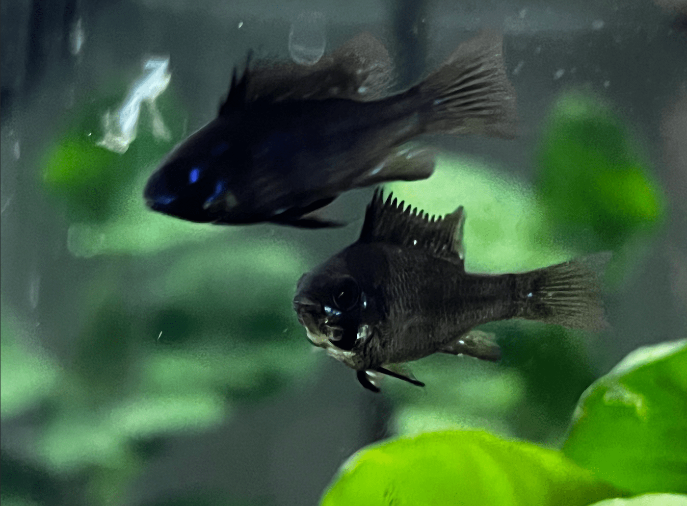 Black Ram Cichlid - Planted Aquaria