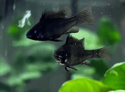 Black Ram Cichlid - Planted Aquaria