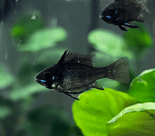 Black Ram Cichlid - Planted Aquaria