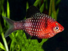 Black Ruby Barb - Planted Aquaria