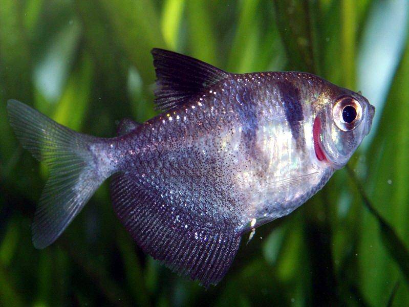 Black Skirt Tetra - Planted Aquaria
