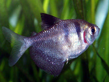 Black Skirt Tetra - Planted Aquaria