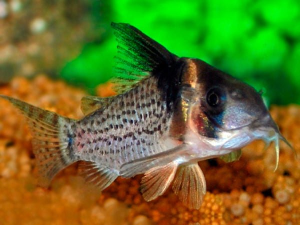 Black Spotted Corydora - Planted Aquaria