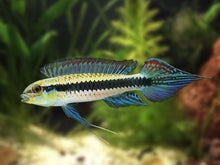 Black Stripe Dwarf Cichlid *RARE* - Planted Aquaria