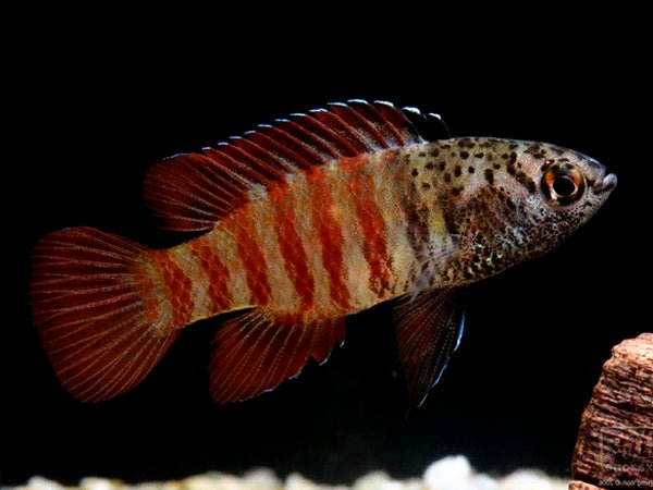 Black Tiger Badis - Planted Aquaria