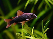Black Venezuelan Corydora - Planted Aquaria