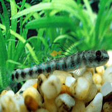 Black Zebra Goby - Planted Aquaria