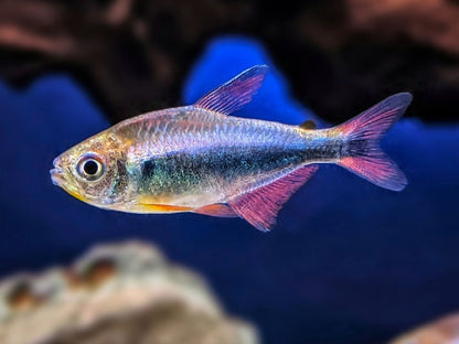 Bleeding Blue Tetra - Planted Aquaria