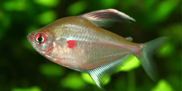 Bleeding Heart Tetra - Planted Aquaria