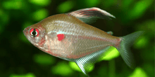 Bleeding Heart Tetra - Planted Aquaria