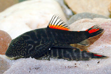 Bloody Mary Hillstream Loach - Planted Aquaria