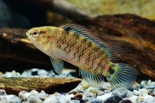 Blue Badis - Planted Aquaria