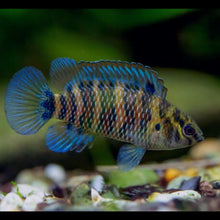 Blue Badis - Planted Aquaria