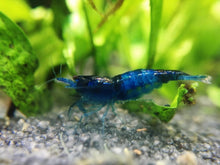 Blue Carbon Shrimp - Planted Aquaria