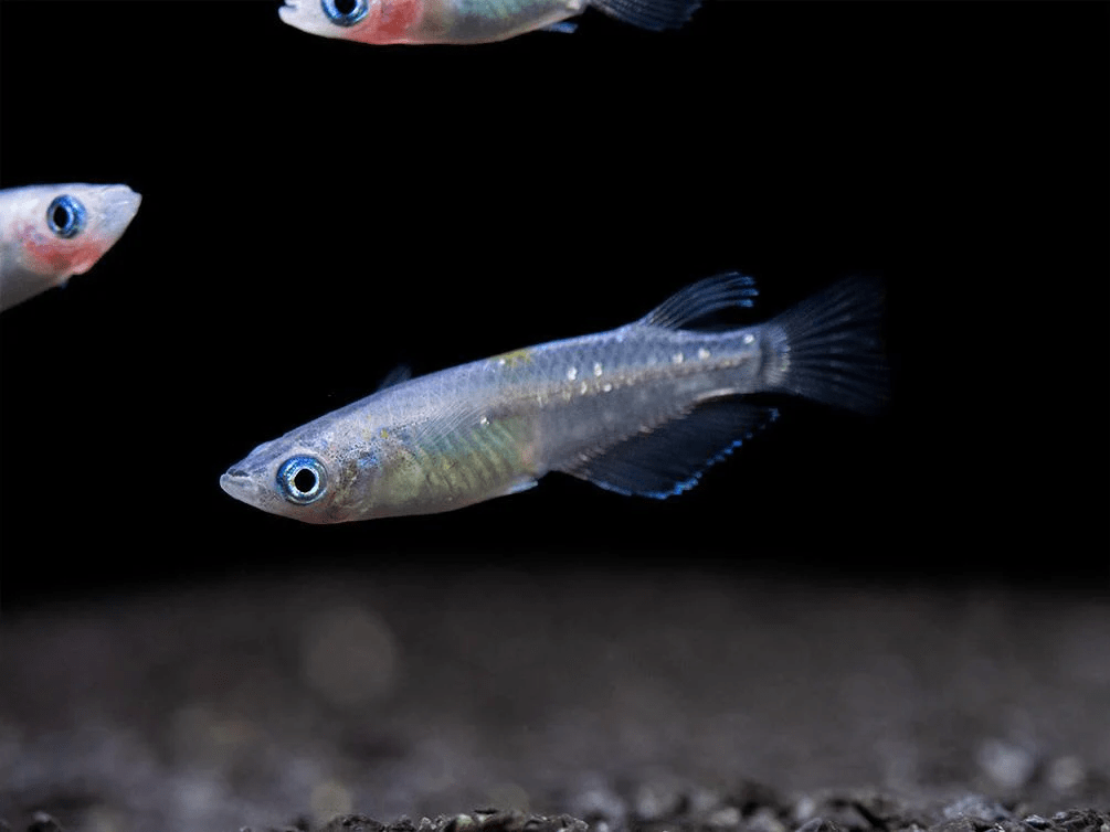 Blue Diamond Ricefish - Planted Aquaria