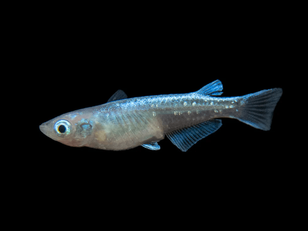 Blue Diamond Ricefish - Planted Aquaria