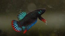 Blue Imbellis Male Betta - Planted Aquaria