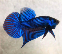 Blue Mahachai Wild Type Male Betta - Planted Aquaria