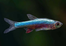 Blue Neon Rasbora - Planted Aquaria