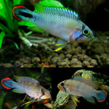 Blue Panda Dwarf Cichlid - Planted Aquaria
