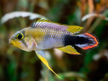 Blue Panda Dwarf Cichlid - Planted Aquaria