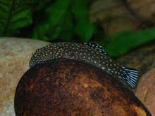 Blue Tail Hillstream Loach - Planted Aquaria