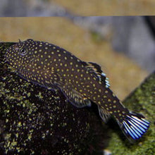 Blue Tail Hillstream Loach - Planted Aquaria