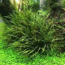 Blyxa Japonica - Ceramic Ring - Planted Aquaria