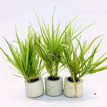 Blyxa Japonica - Ceramic Ring - Planted Aquaria