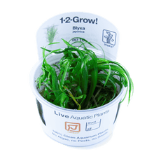 Blyxa japonica - Tropica TC - Planted Aquaria