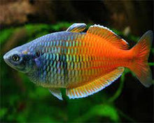 Boesemani Rainbowfish - Planted Aquaria