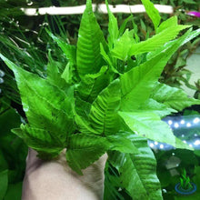 Bolbitis heteroclita asiatica - Potted - Planted Aquaria