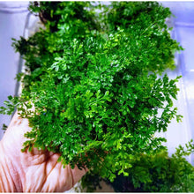 Bolbitis heteroclita difformis (Mini Bolbitis) - Potted - Planted Aquaria