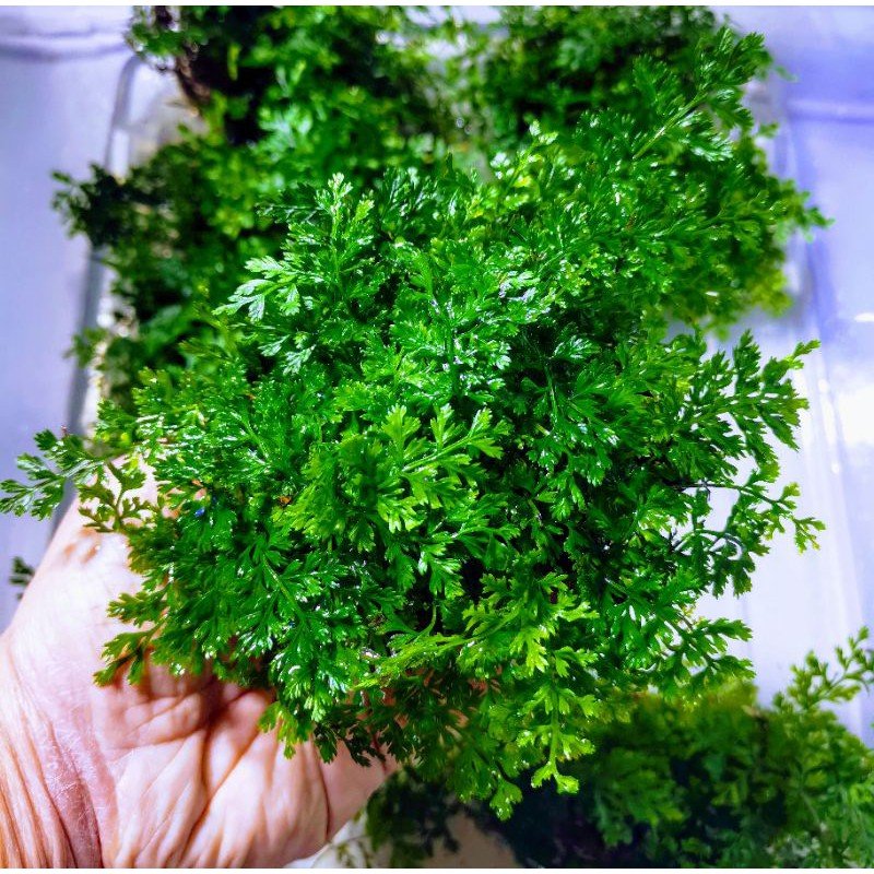 Bolbitis heteroclita difformis (Mini Bolbitis) - Potted - Planted Aquaria