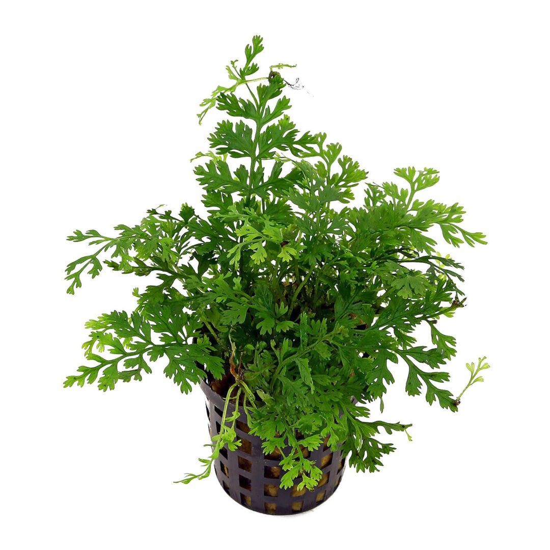 Bolbitis heteroclita difformis (Mini Bolbitis) - Potted - Planted Aquaria