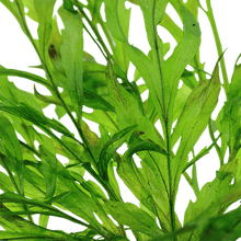 Bolbitis heudelotii - Potted - Planted Aquaria