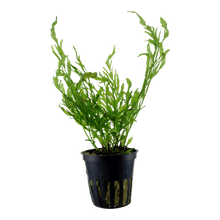 Bolbitis heudelotii - Potted - Planted Aquaria