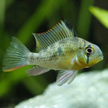 Bolivian Ram - Planted Aquaria