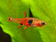 Strawberry Rasbora