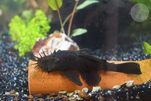 Bristlenose Pleco - Planted Aquaria