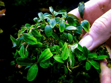 Bucephalandra 'Apple Leaf' - Potted - Planted Aquaria