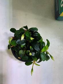 Bucephalandra 'Apple Leaf' - Potted - Planted Aquaria