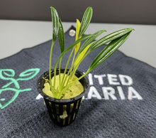 Bucephalandra Aridarum Long Leaf - Potted - Planted Aquaria