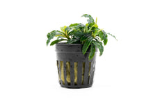 Bucephalandra Biblis Blue Sky - Planted Aquaria