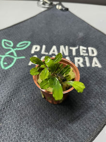 Bucephalandra Black Cobra - Potted - Planted Aquaria