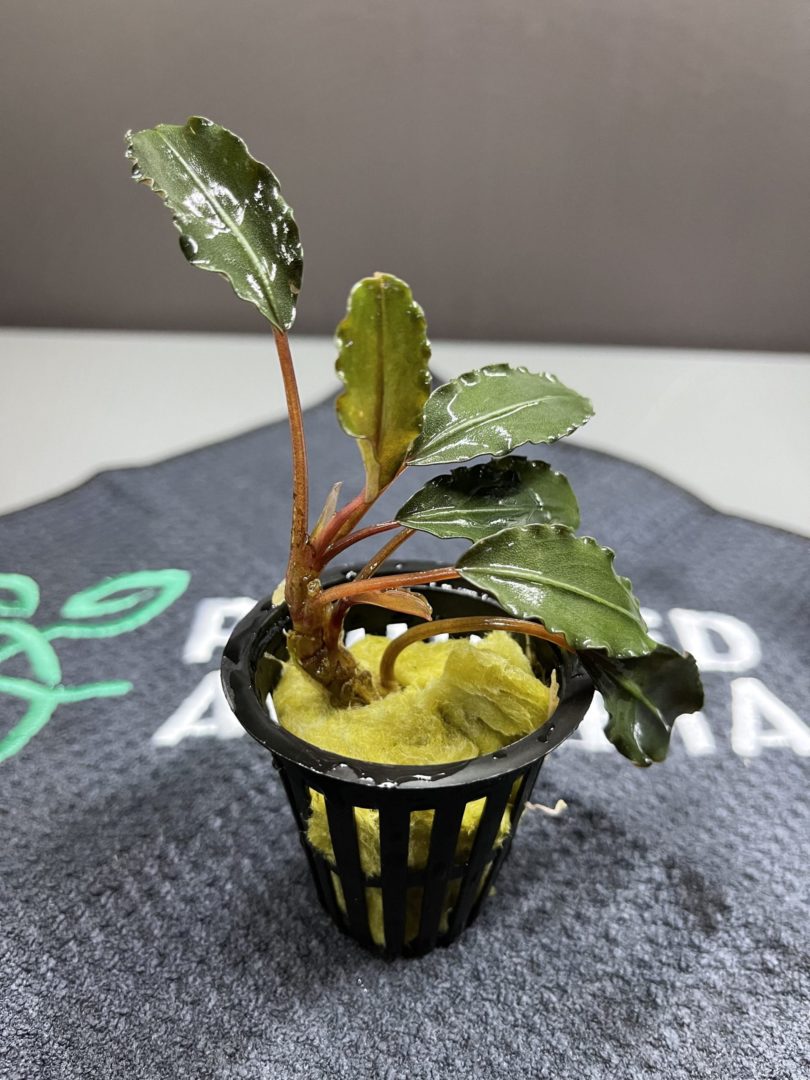Bucephalandra Black Pink - Potted - Planted Aquaria